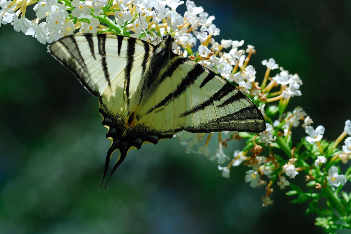 Iphiclides podalirius