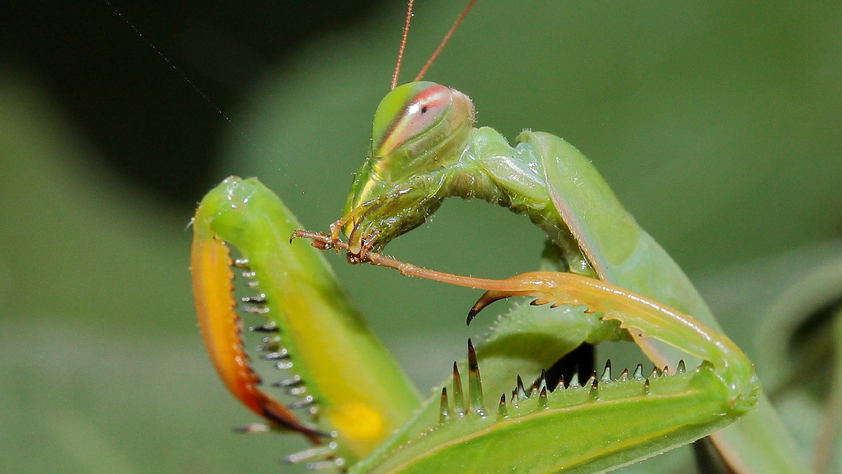 Cleaning the paws of a Mantis