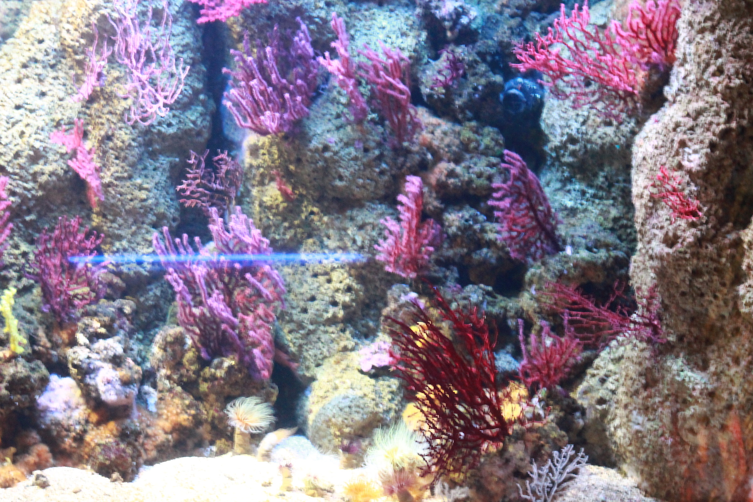 il suo acquario...........