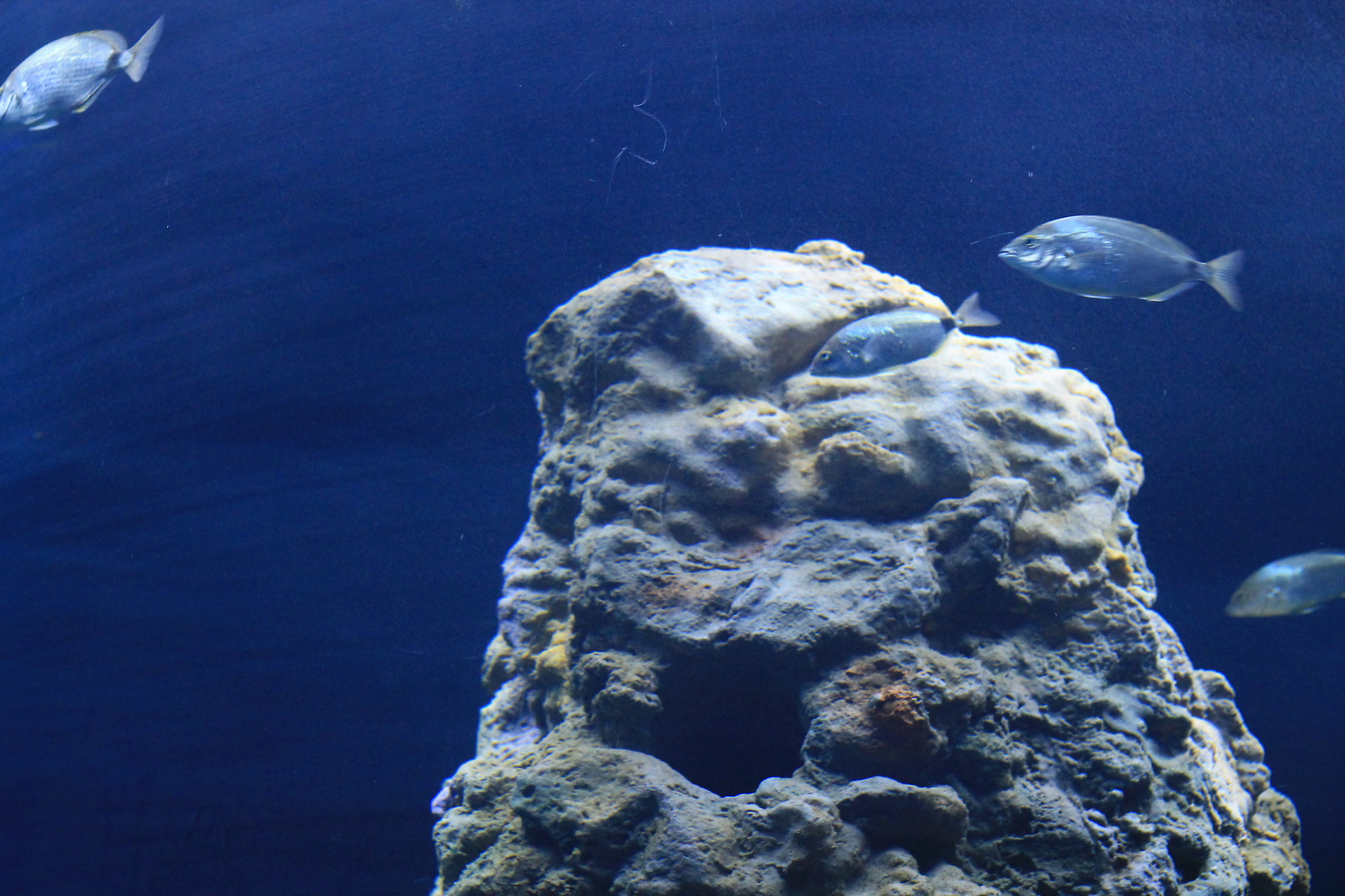 il suo acquario........