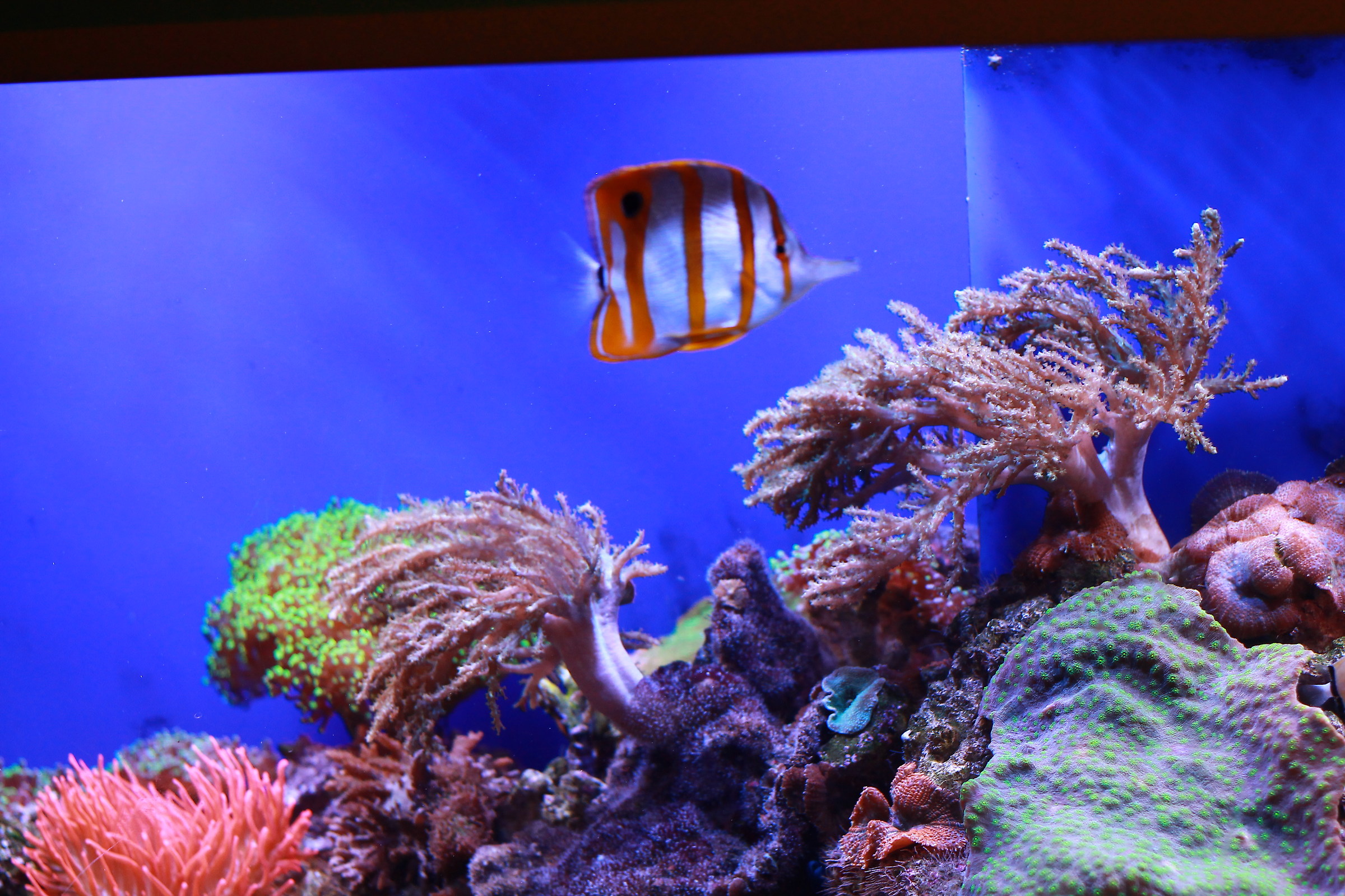 il suo acquario.......