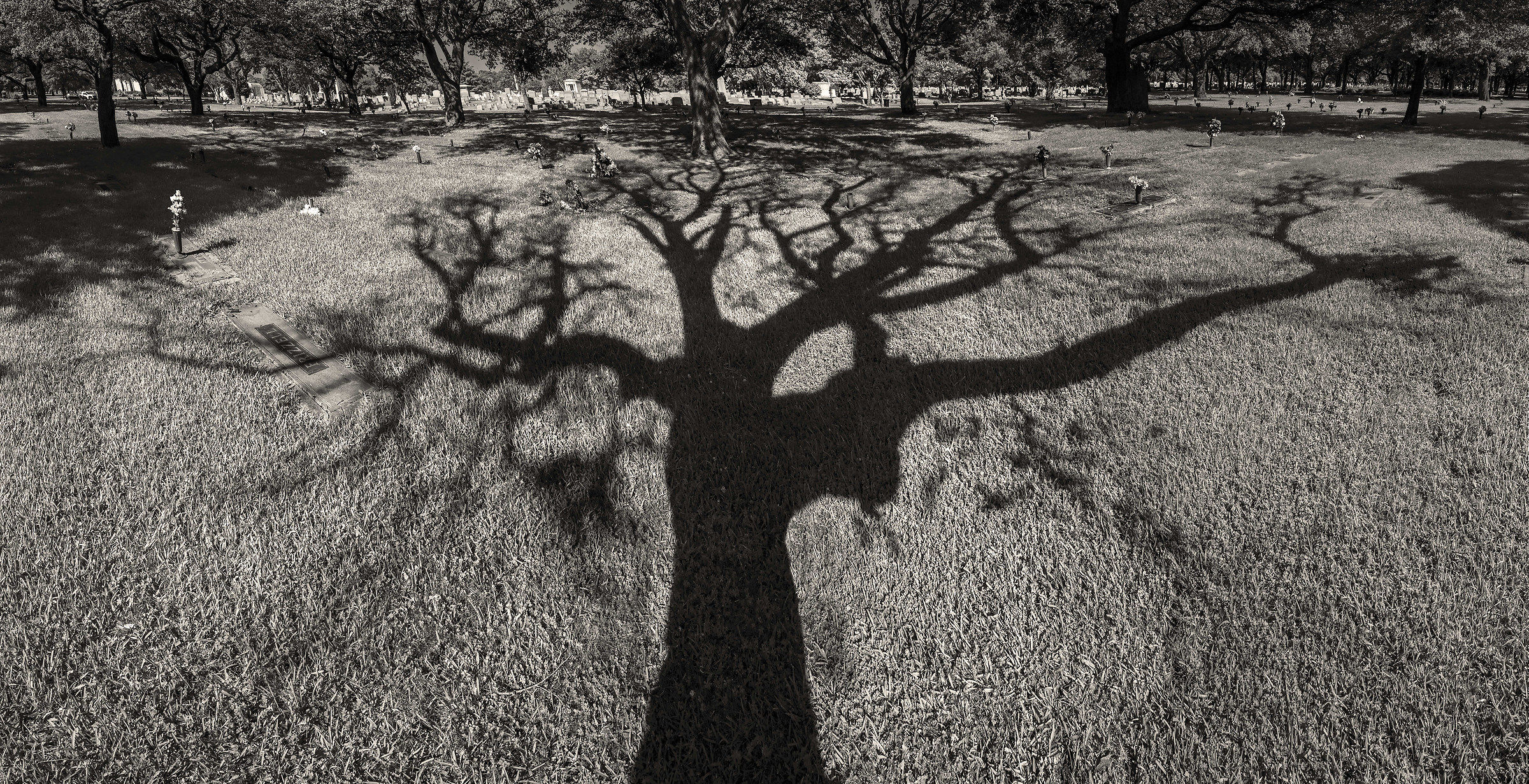 tree of life - Hampton cemetery