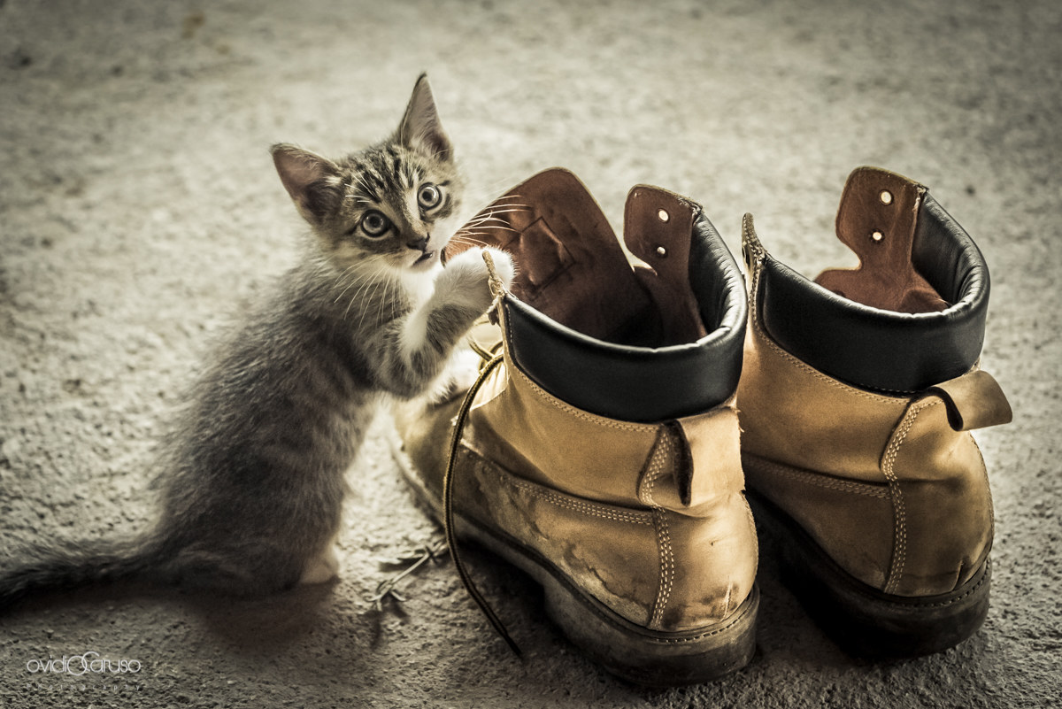 il gatto con gli "scarponi"