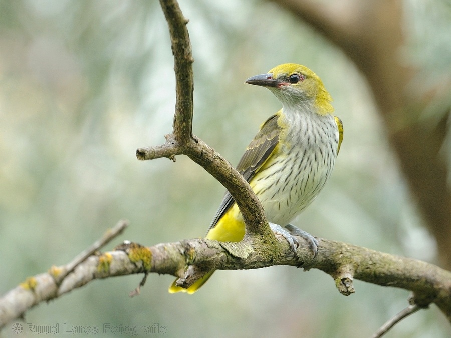 Eurasian Golden-Oriole