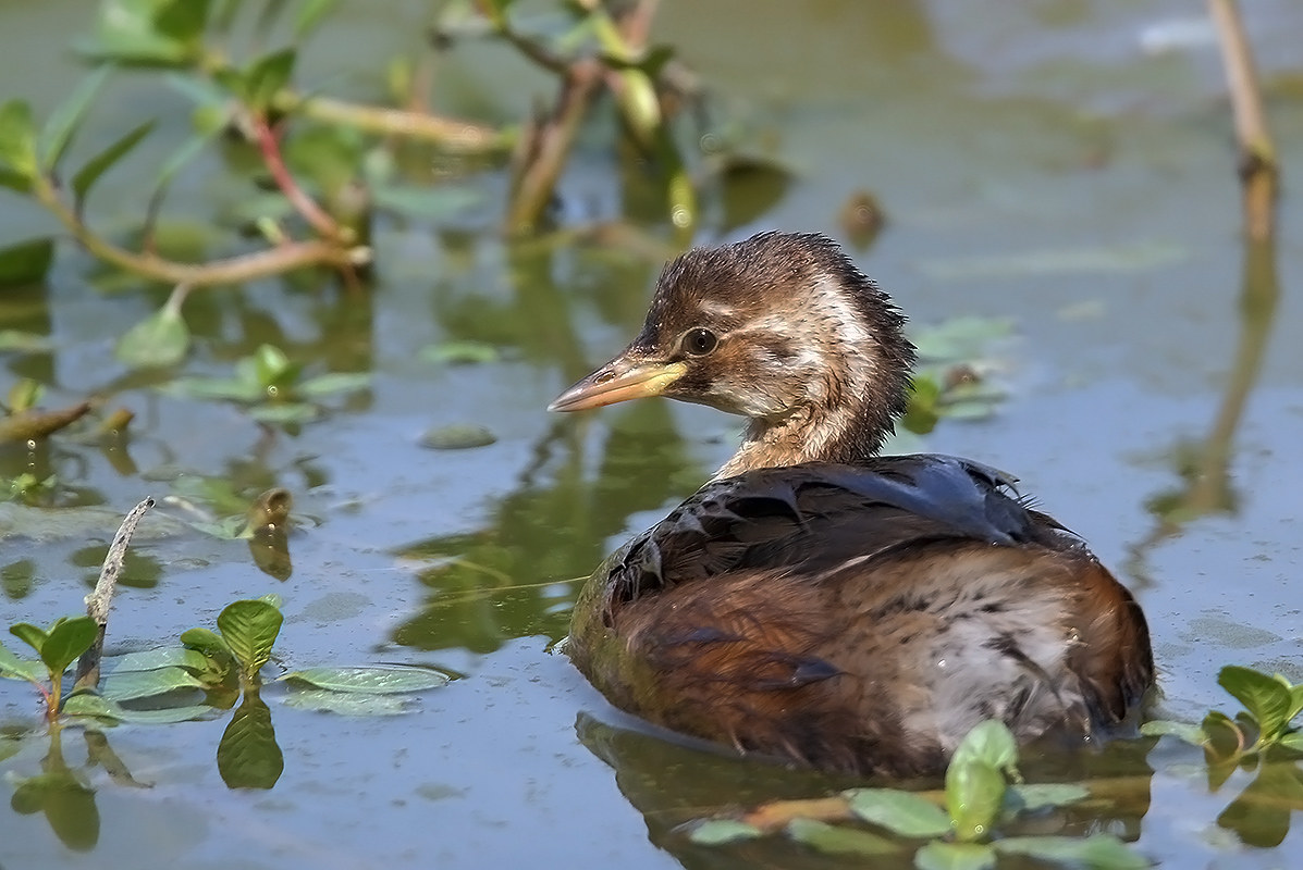 little grebe