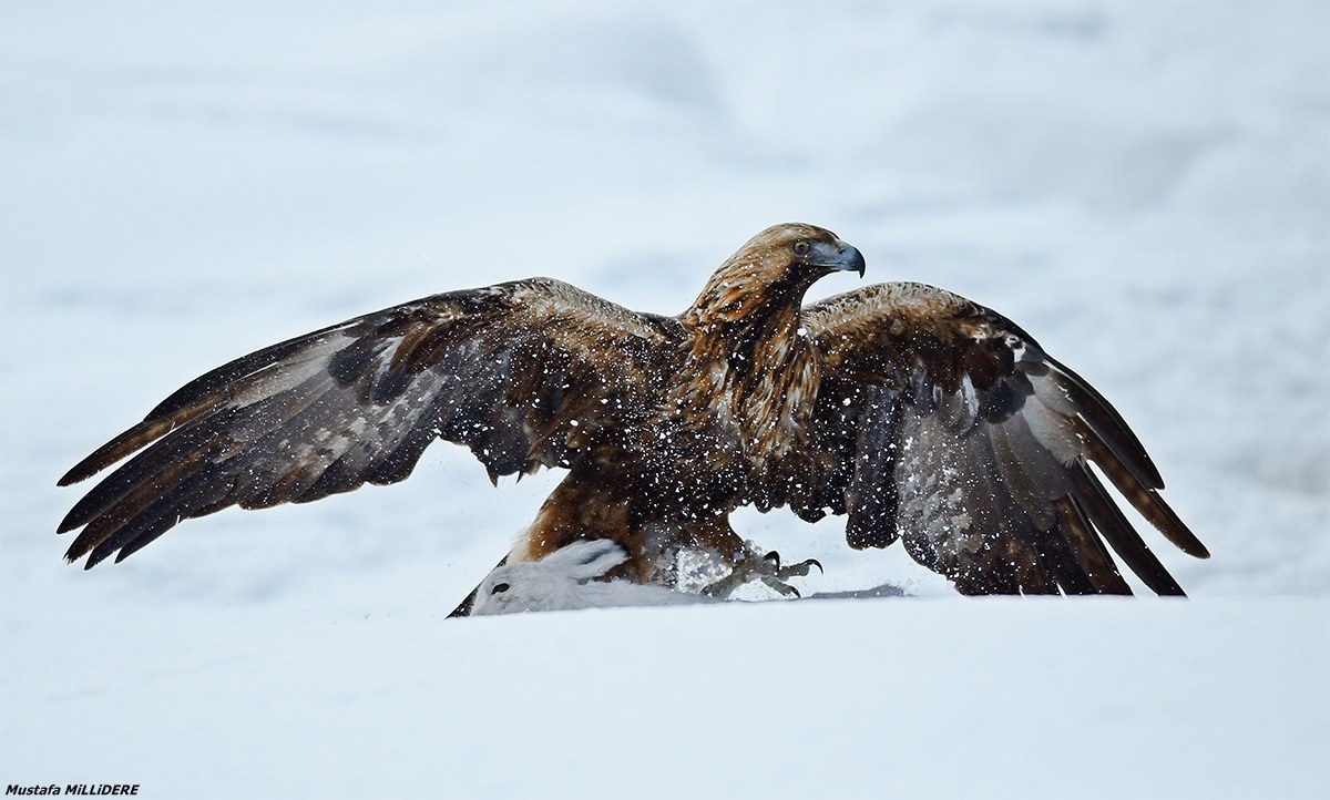 Golden Eagle and Arctic Hare 2 ...