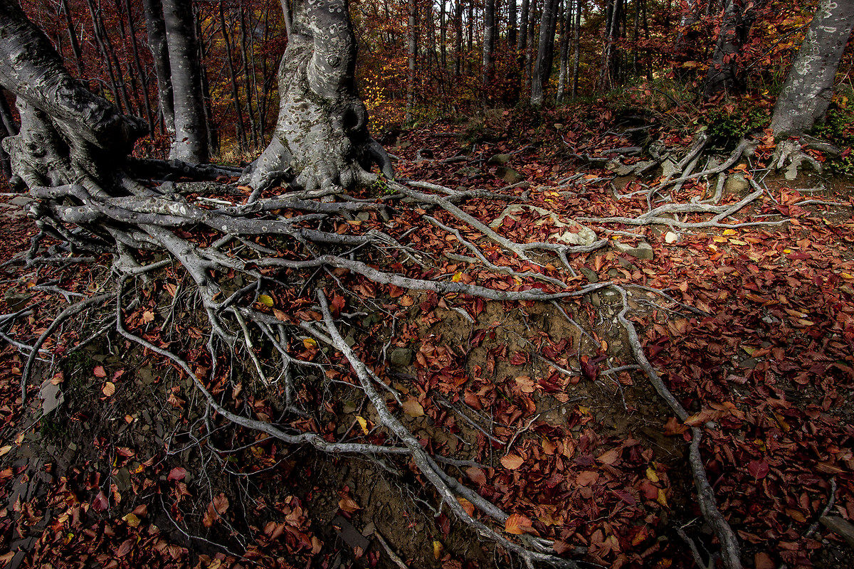 La tenacia dei giovani faggi ...