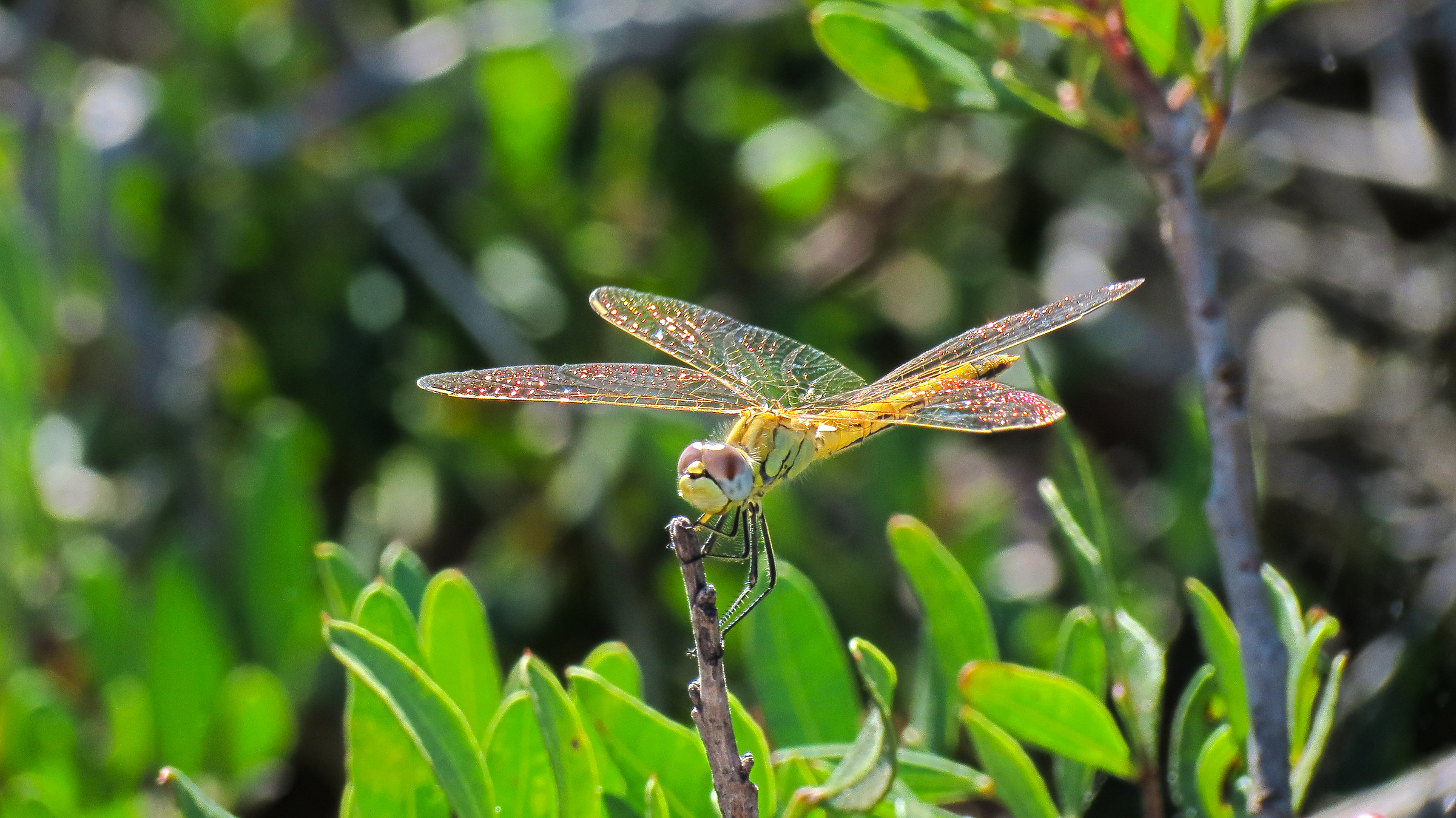 libellula