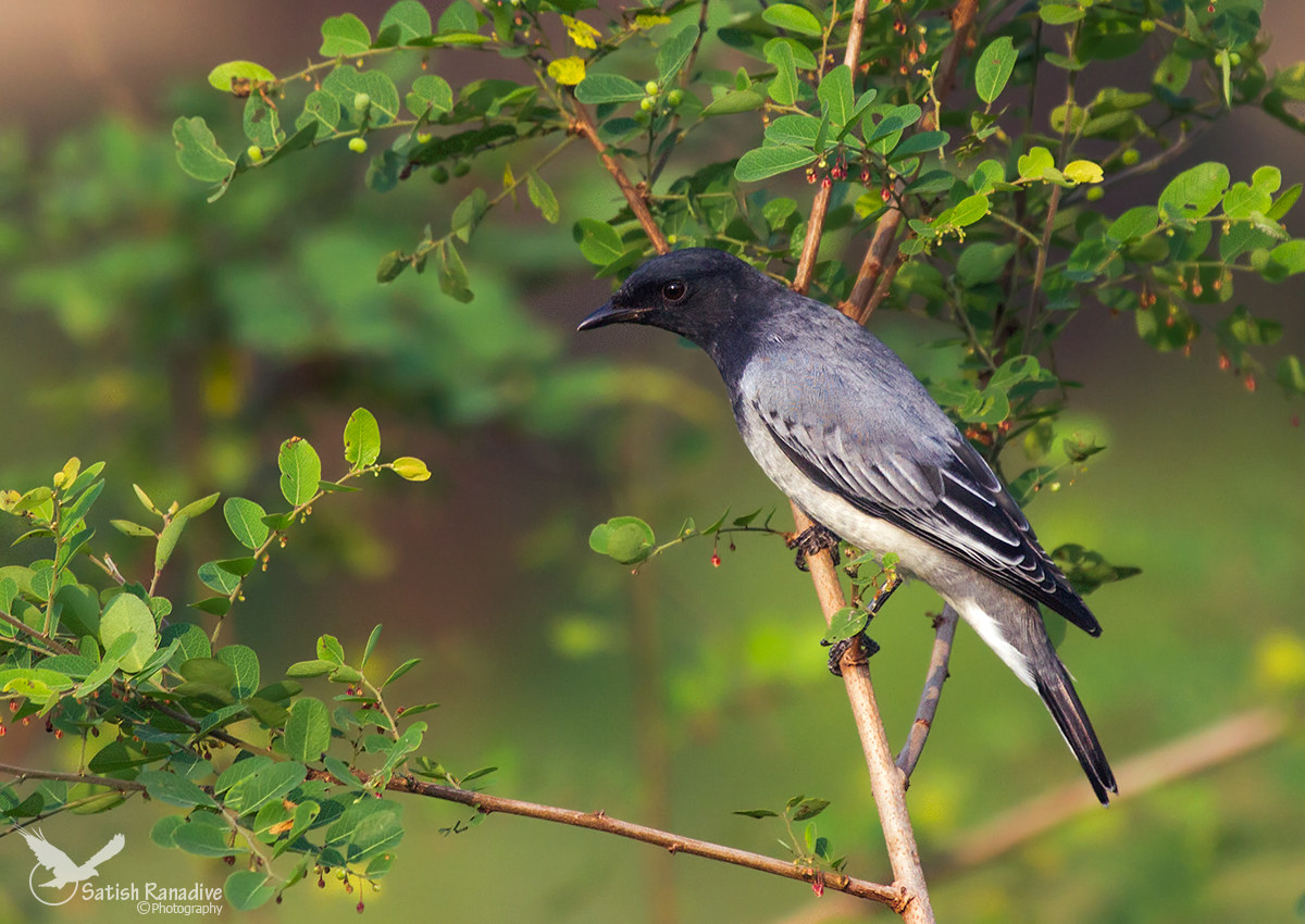 Black-headed Cuckooshrike, male#2.