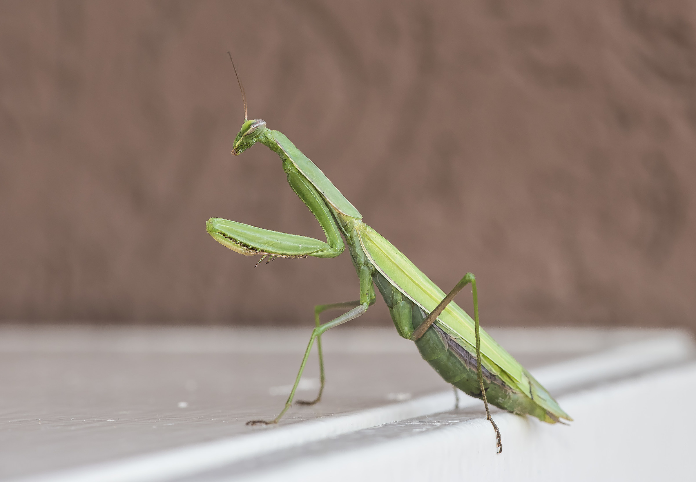 mantis
