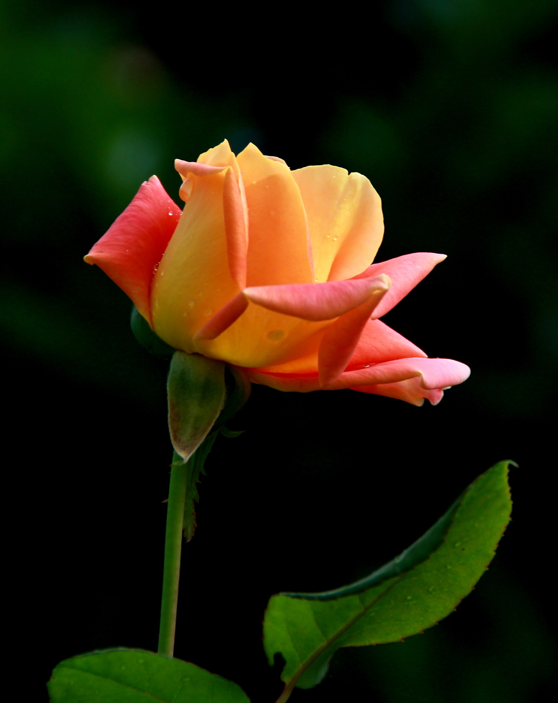 In autunno sei più bella