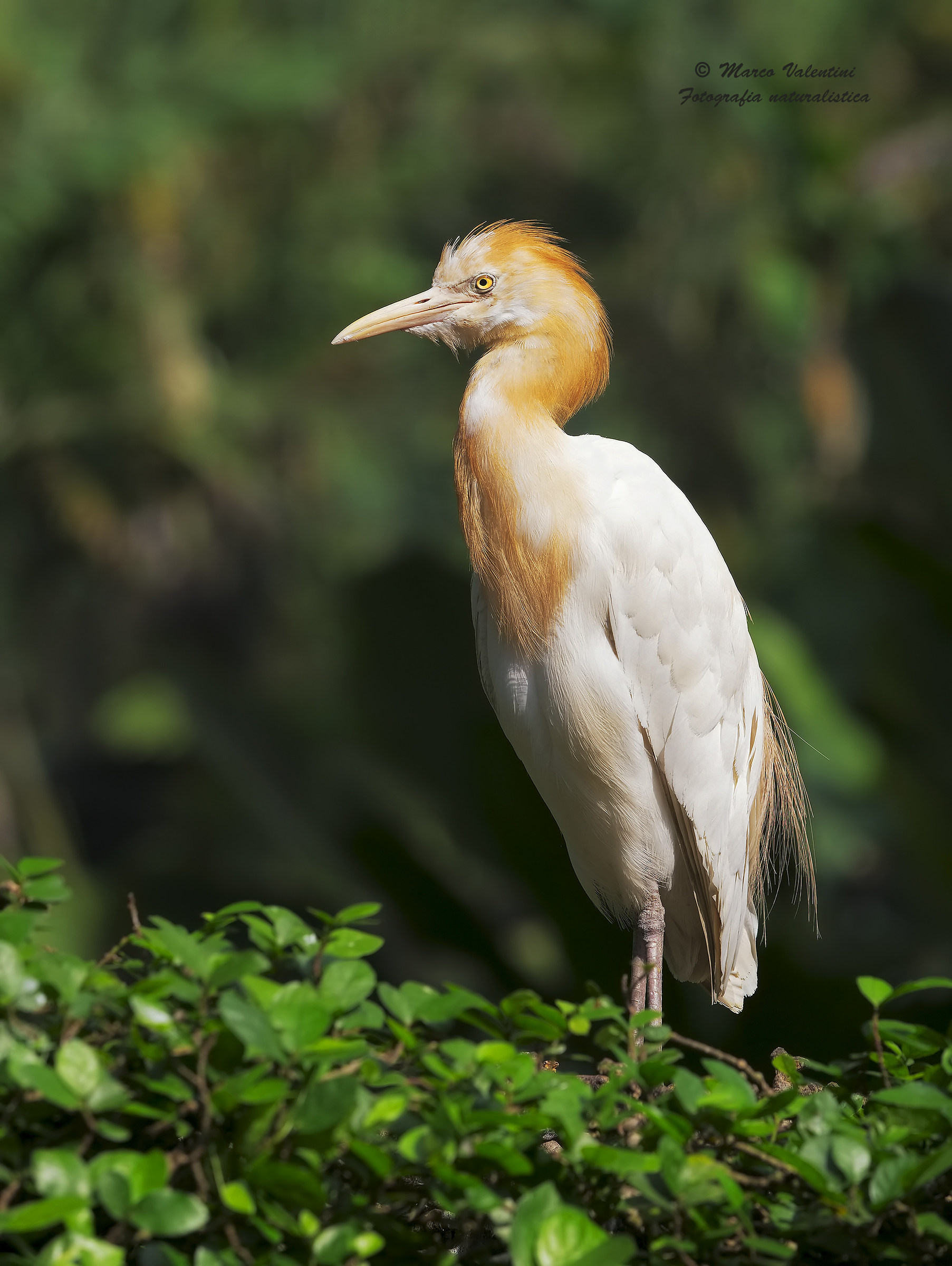 Le nozze del guardabuoi
