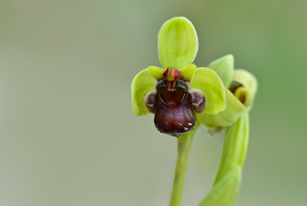 Ophrys bombyliflora