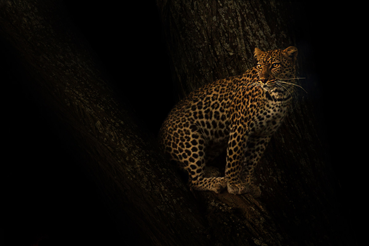 Leopard in dark