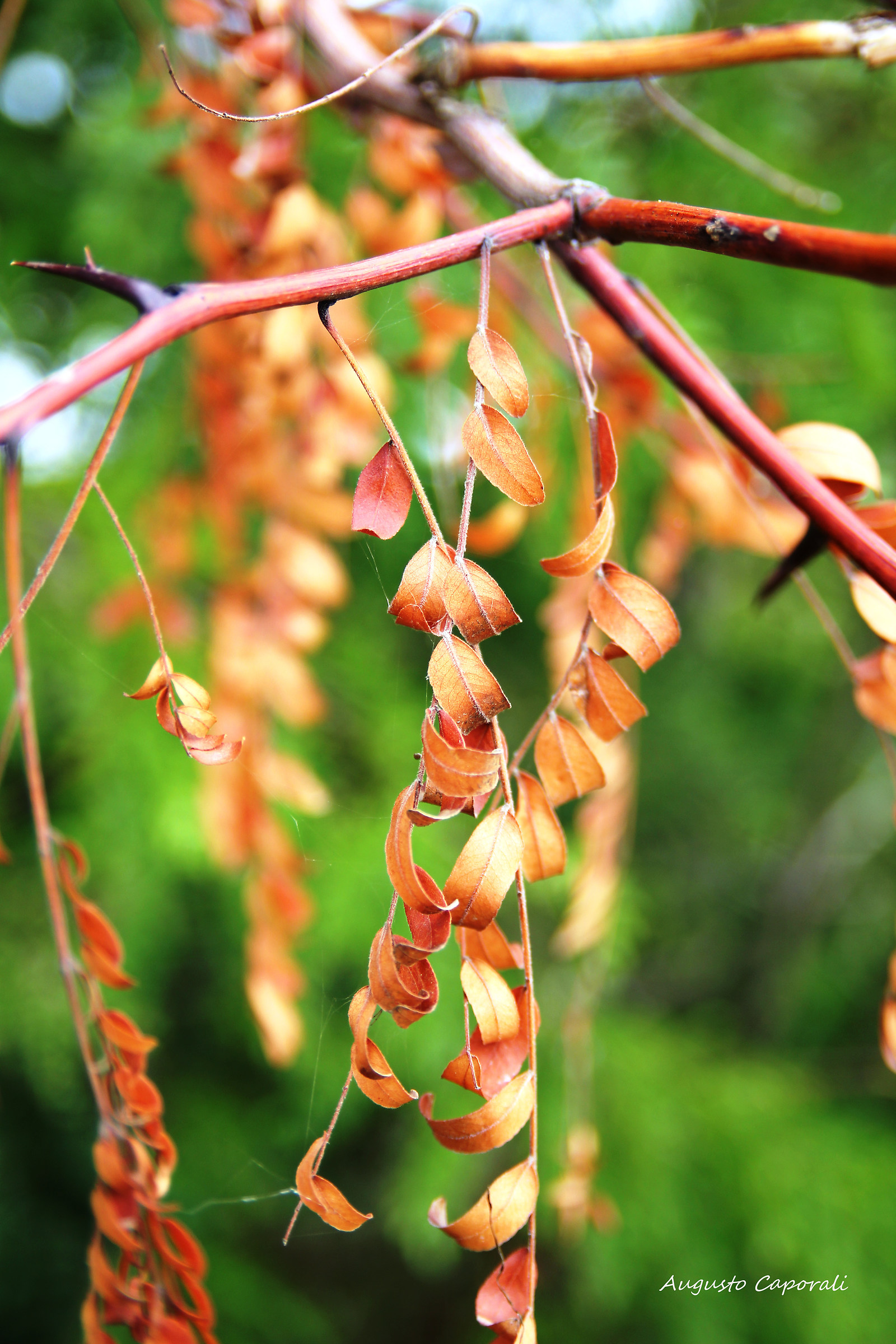 source Tartar Povegliano Veronese