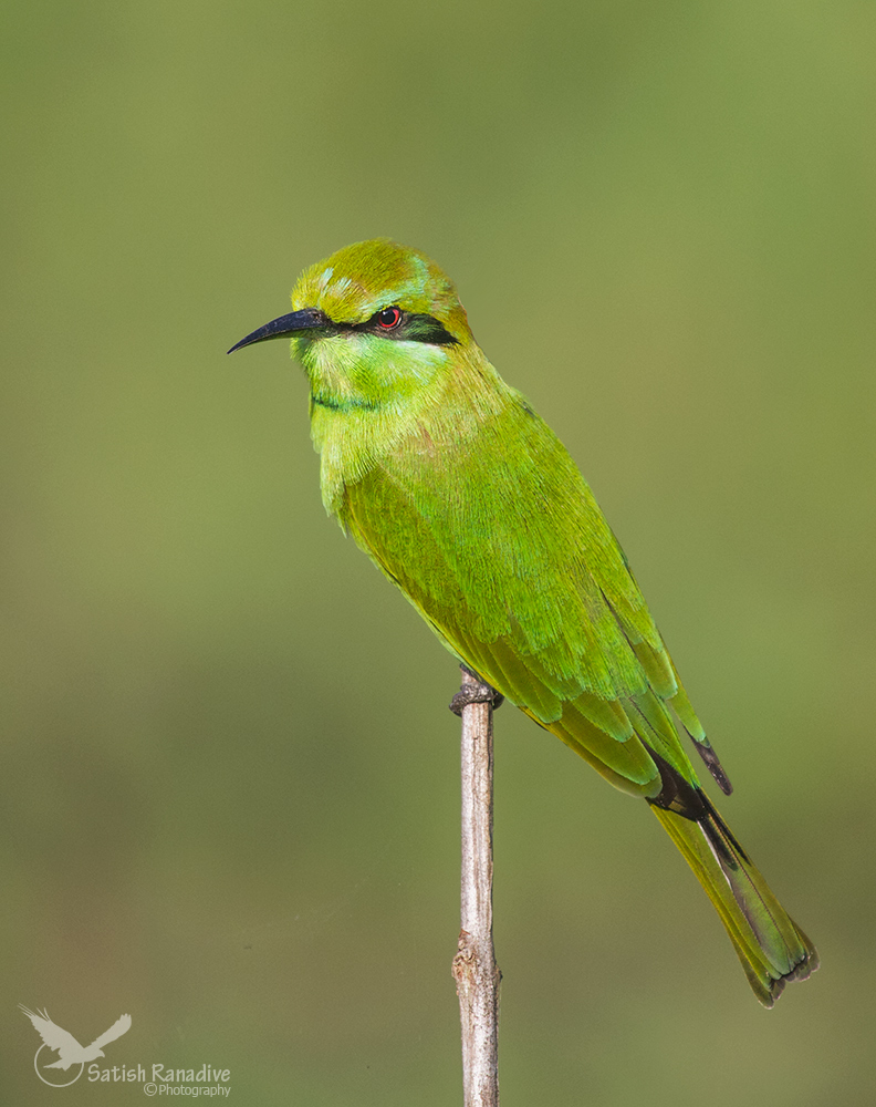 Green Bee-eater.