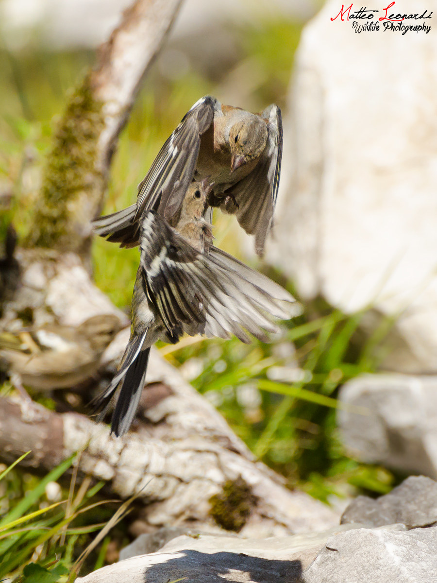 Hug Volante - Finches