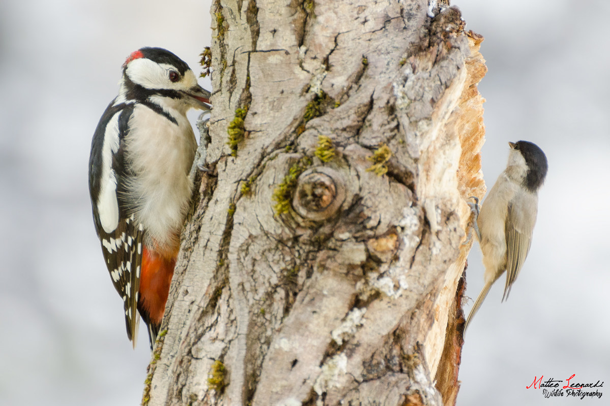 Incontri - Picchio e Bigia - Alpi Apuane