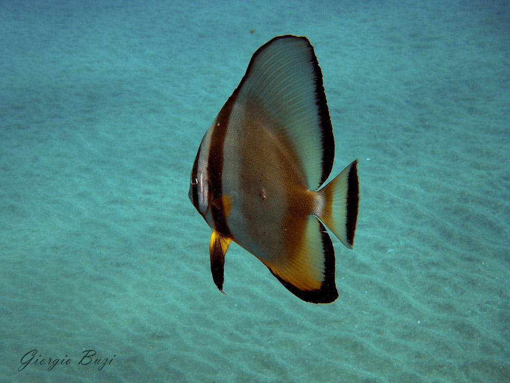 Pesce Pipistrello Pinna Gialla