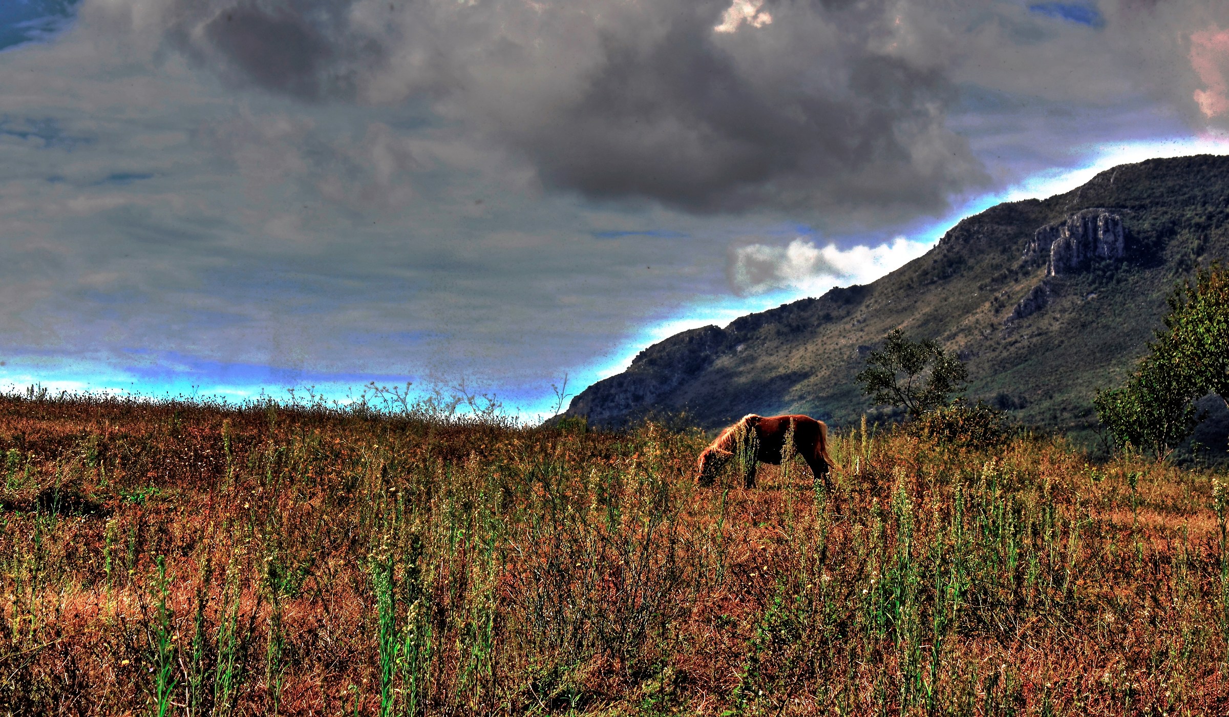 cavallo in hdr