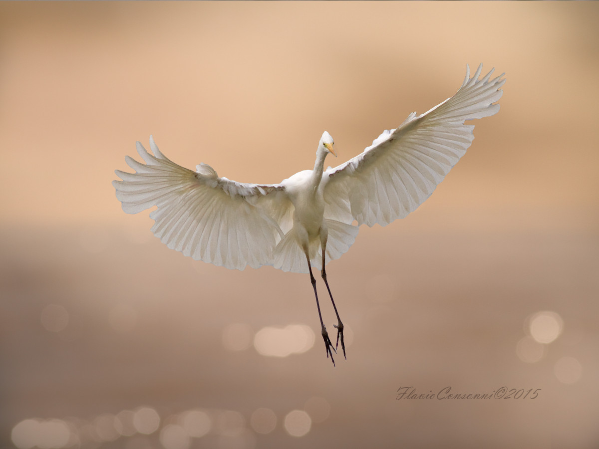Great Egret