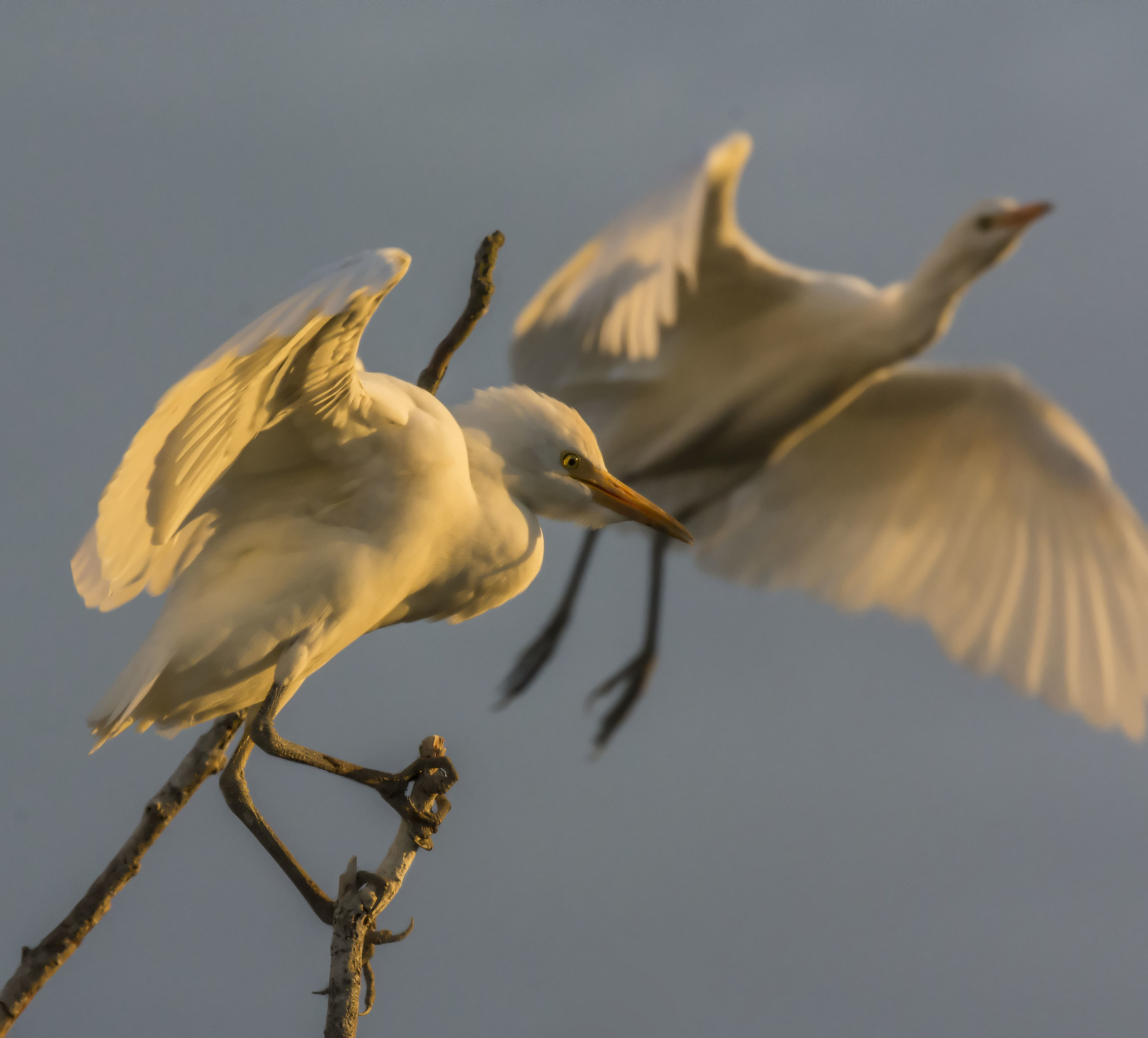 Herons Egrets