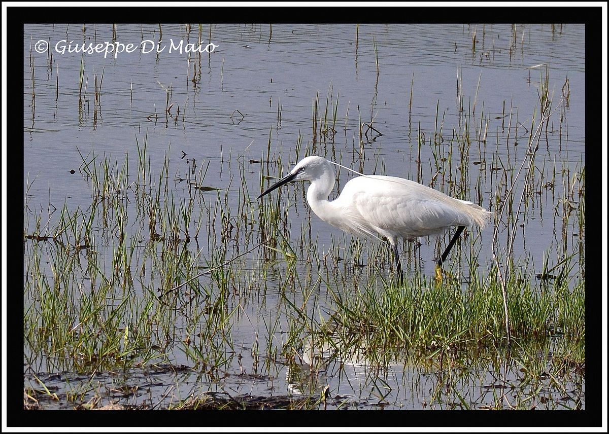 Garzetta ( la mia prima foto con il nuovo obiettivo )