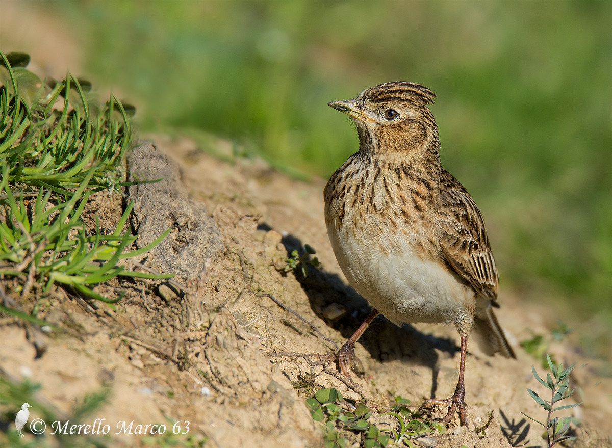 Rubbing shoulders with the .... 'Skylark 2015