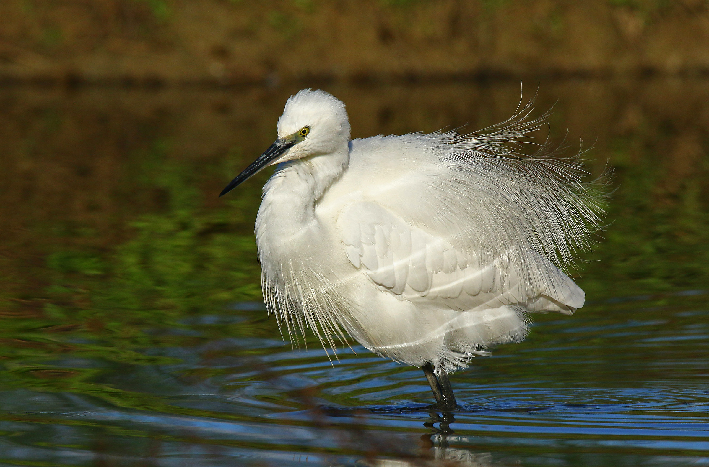 The egret disheveled
