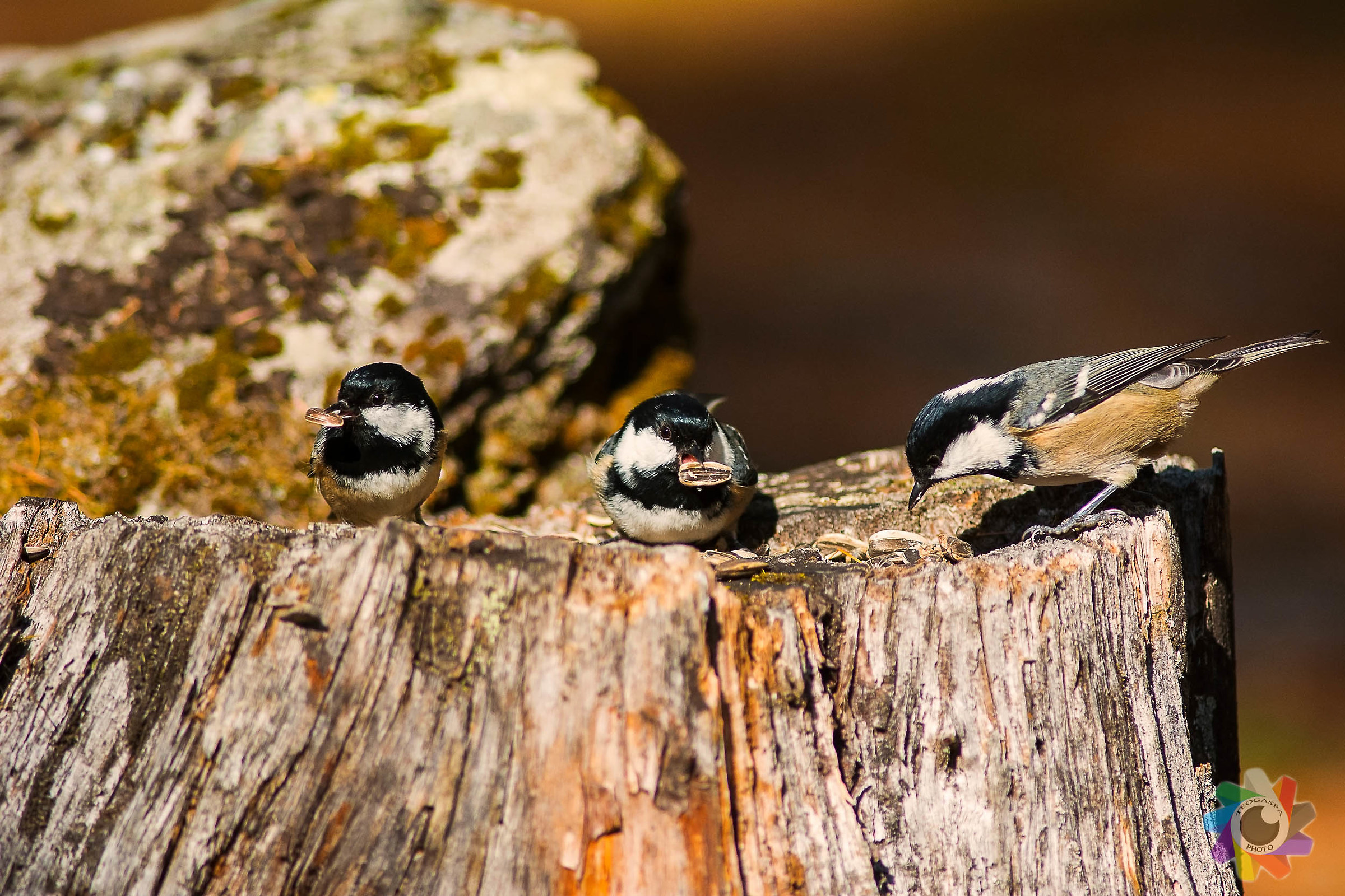 Market seems to attract the party?