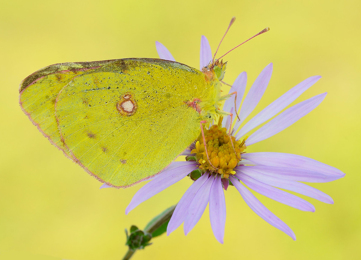 Colias