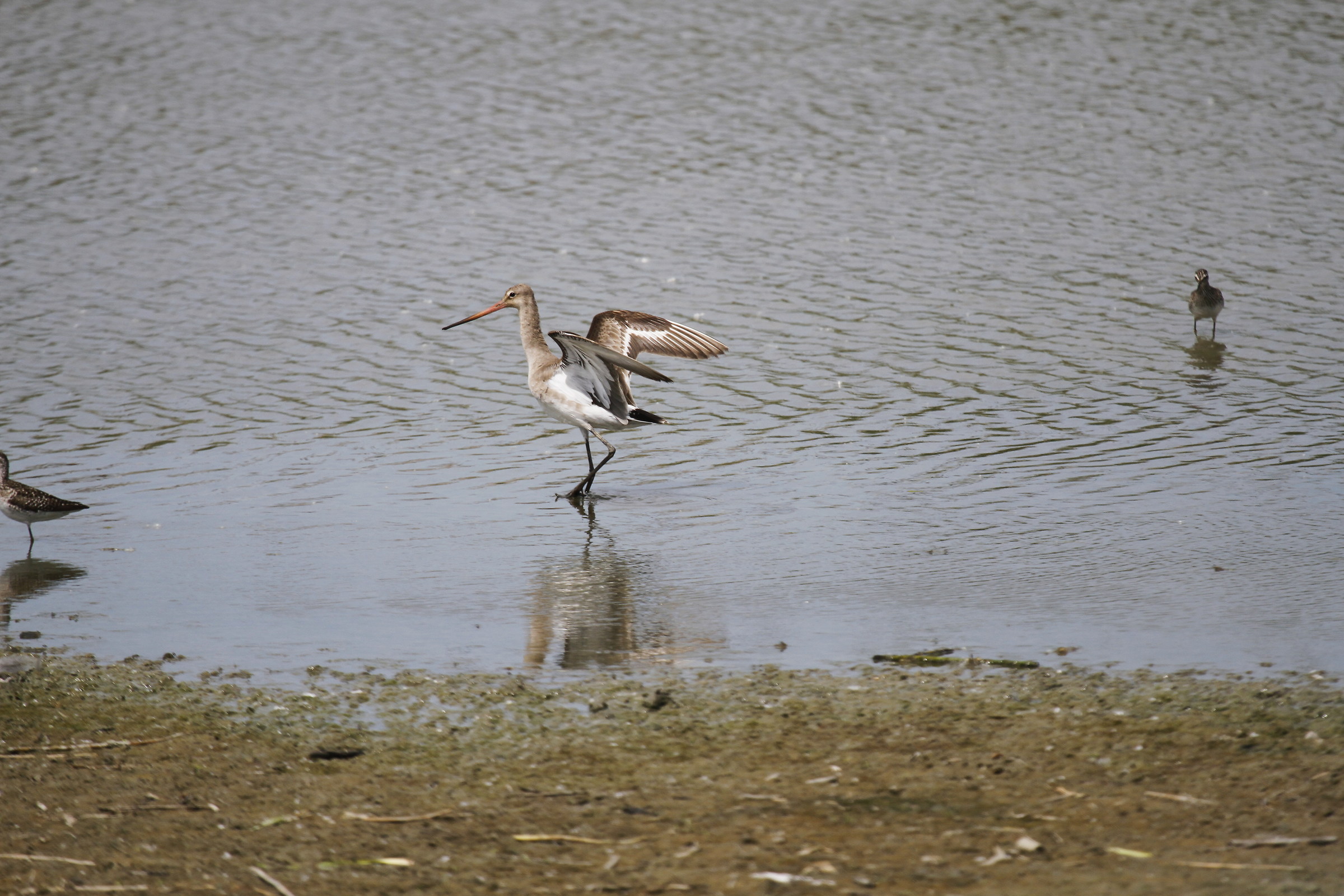 black-tailed godwit