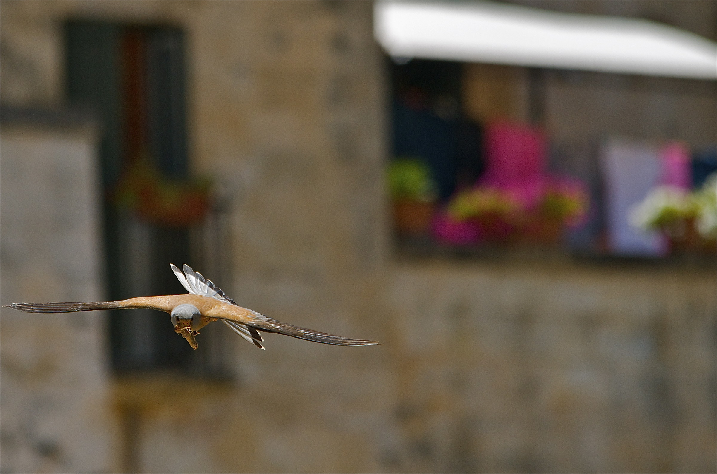 Lesser kestrel and color