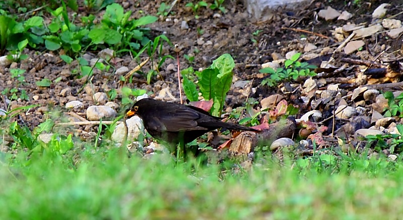blackbird looking for lunch