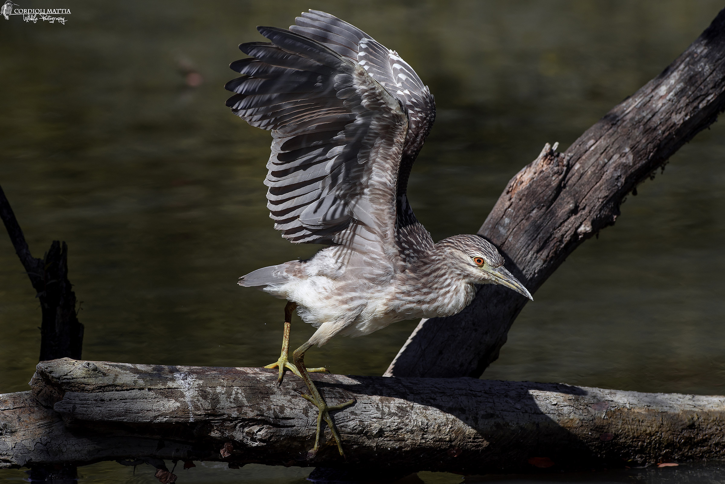 Night Heron taking off ....