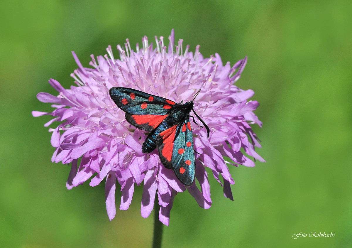 Zygaena filipendulae/ forma tipica...