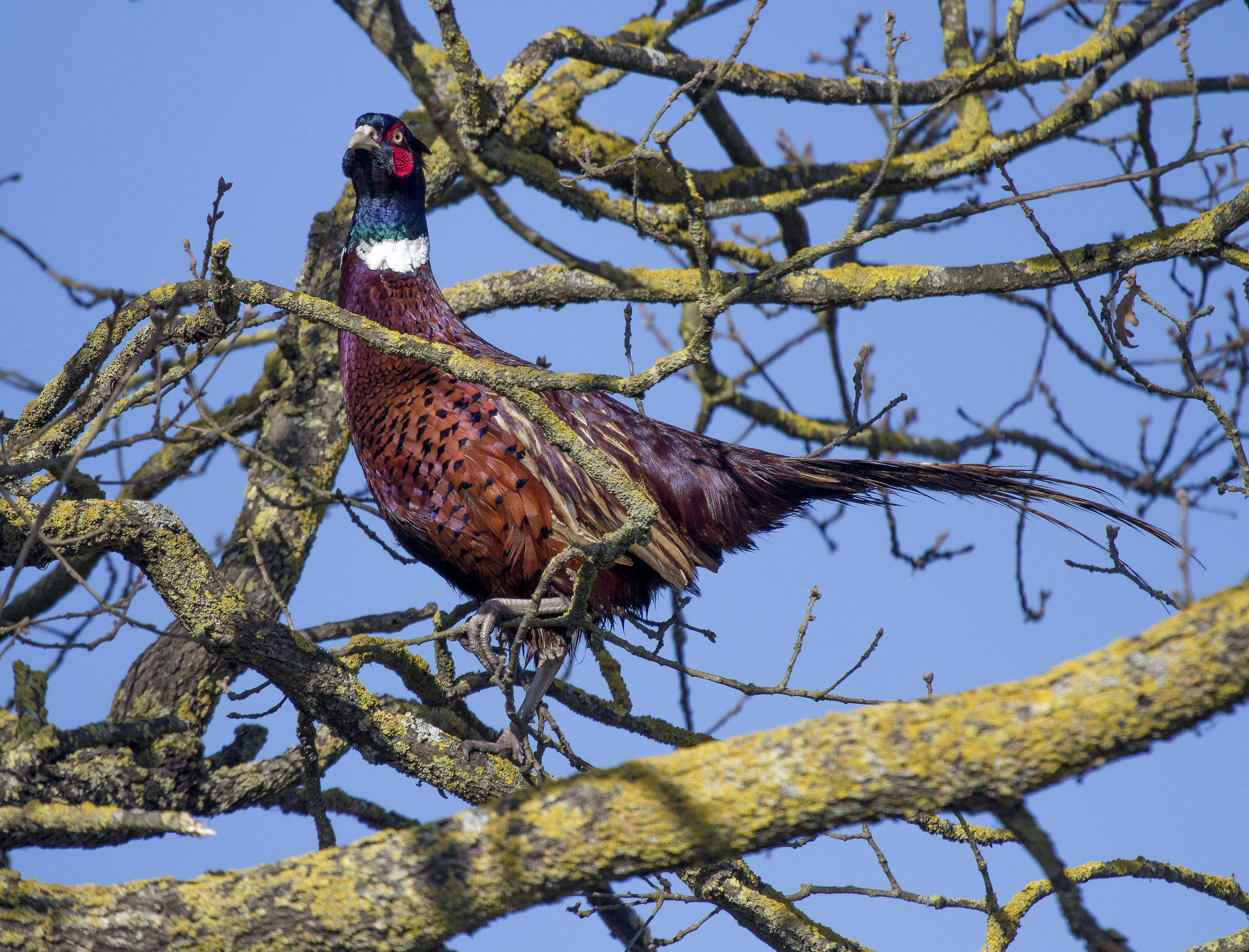 pheasant