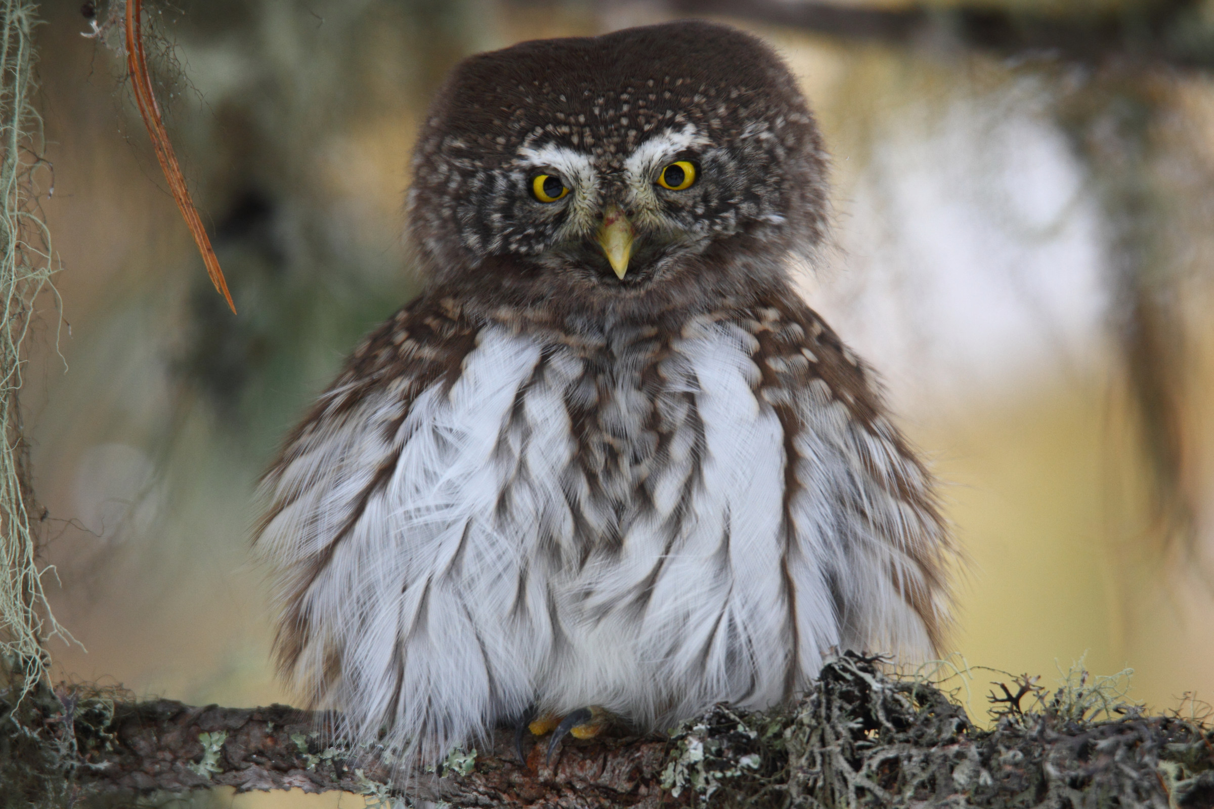 pygmy owl