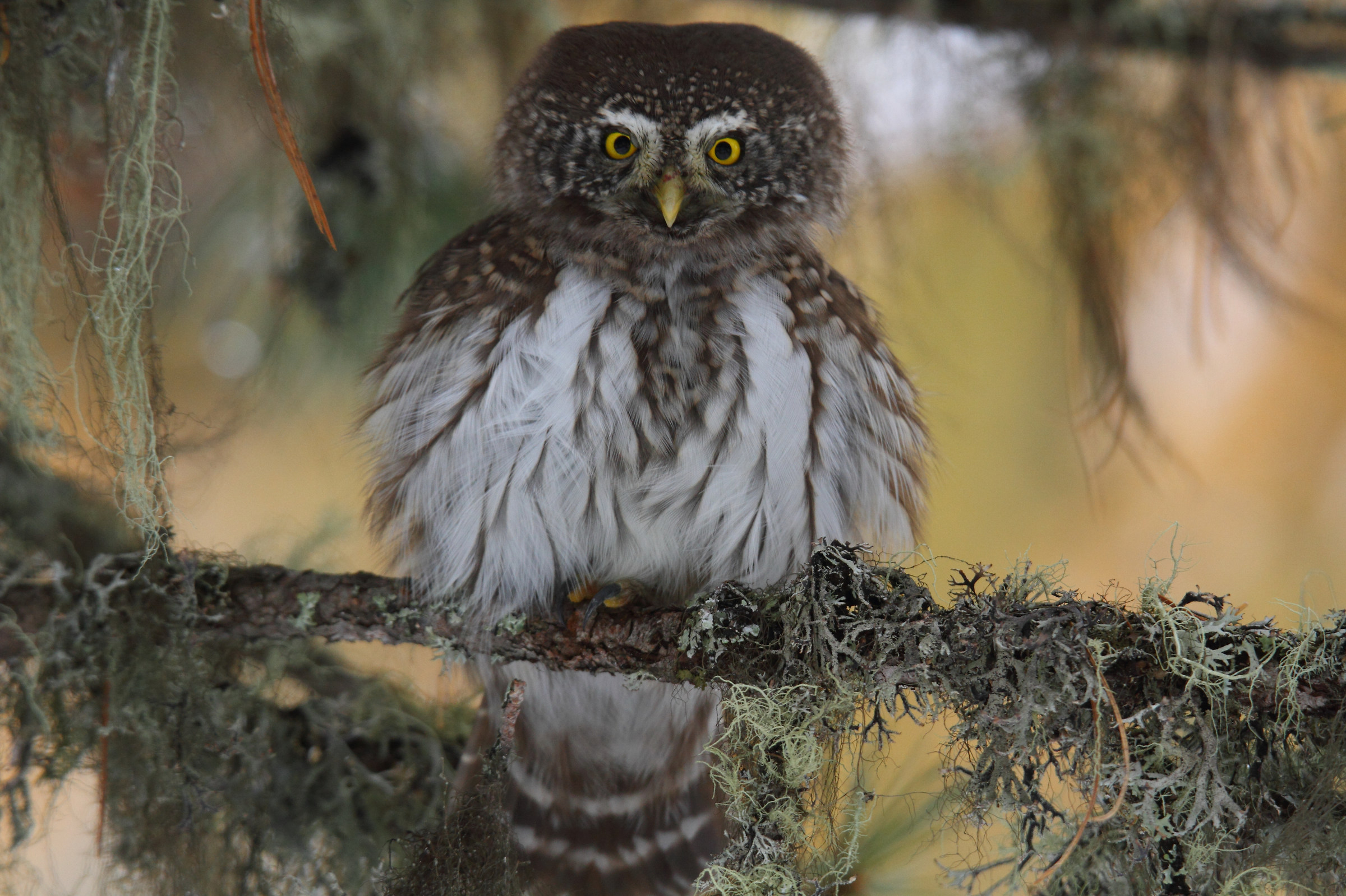 pygmy owl
