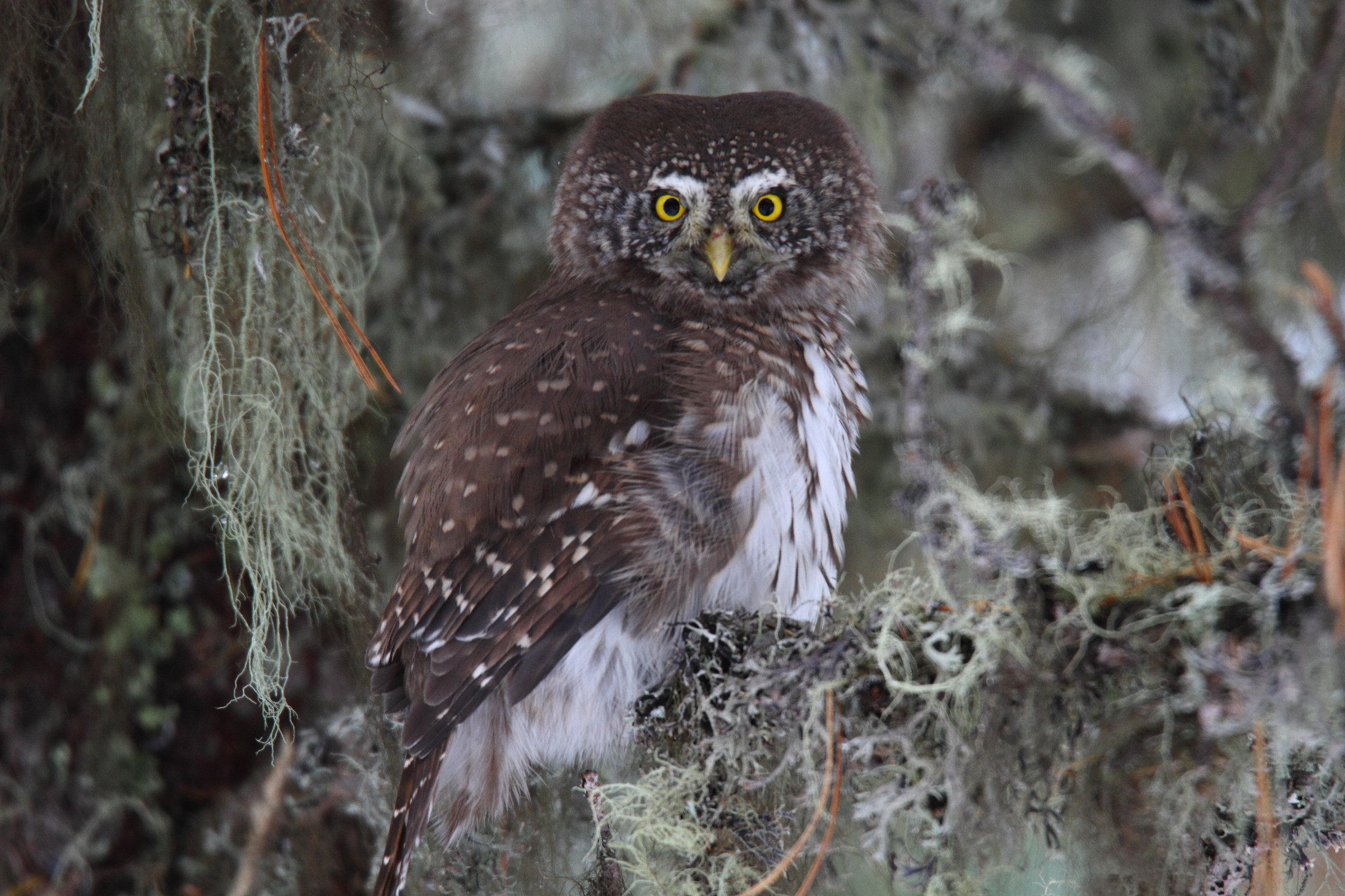 pygmy owl