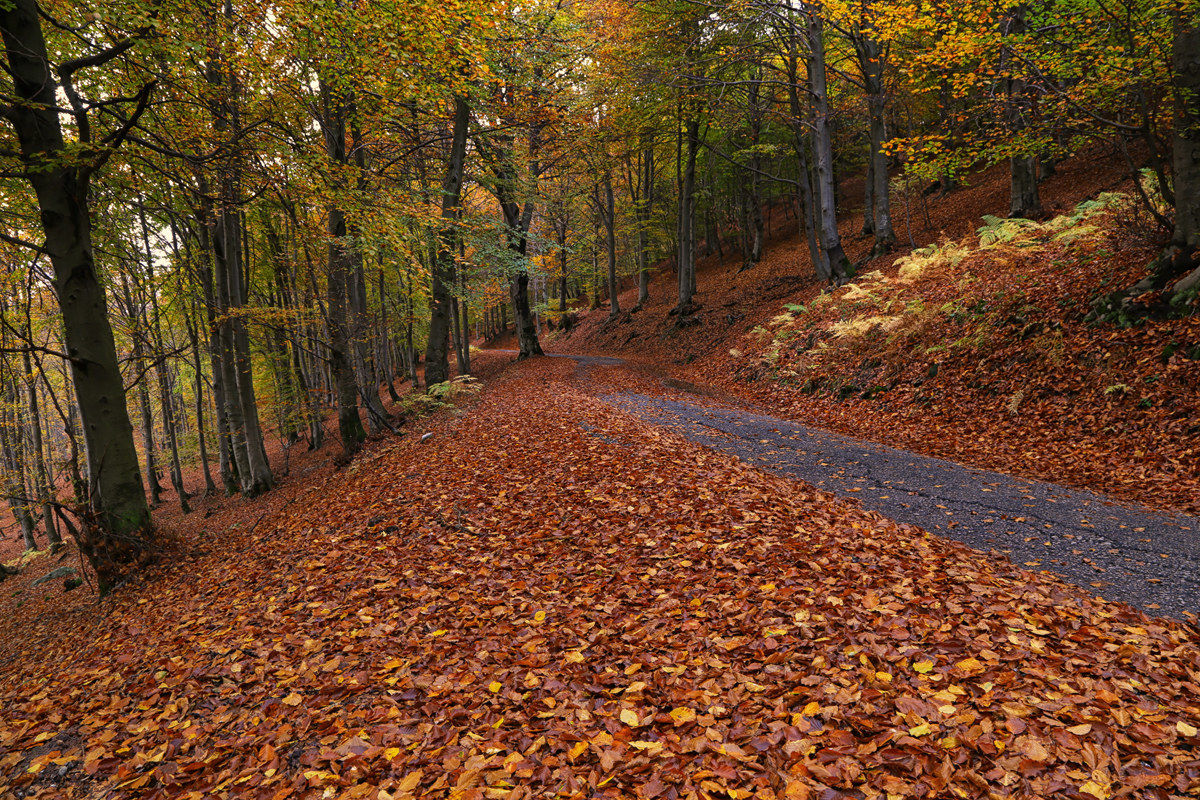 Autumn in the forest