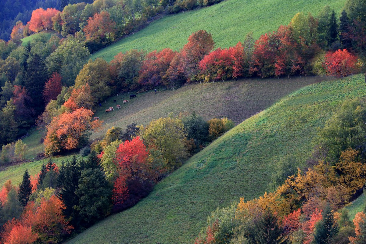 I colori dell'autunno