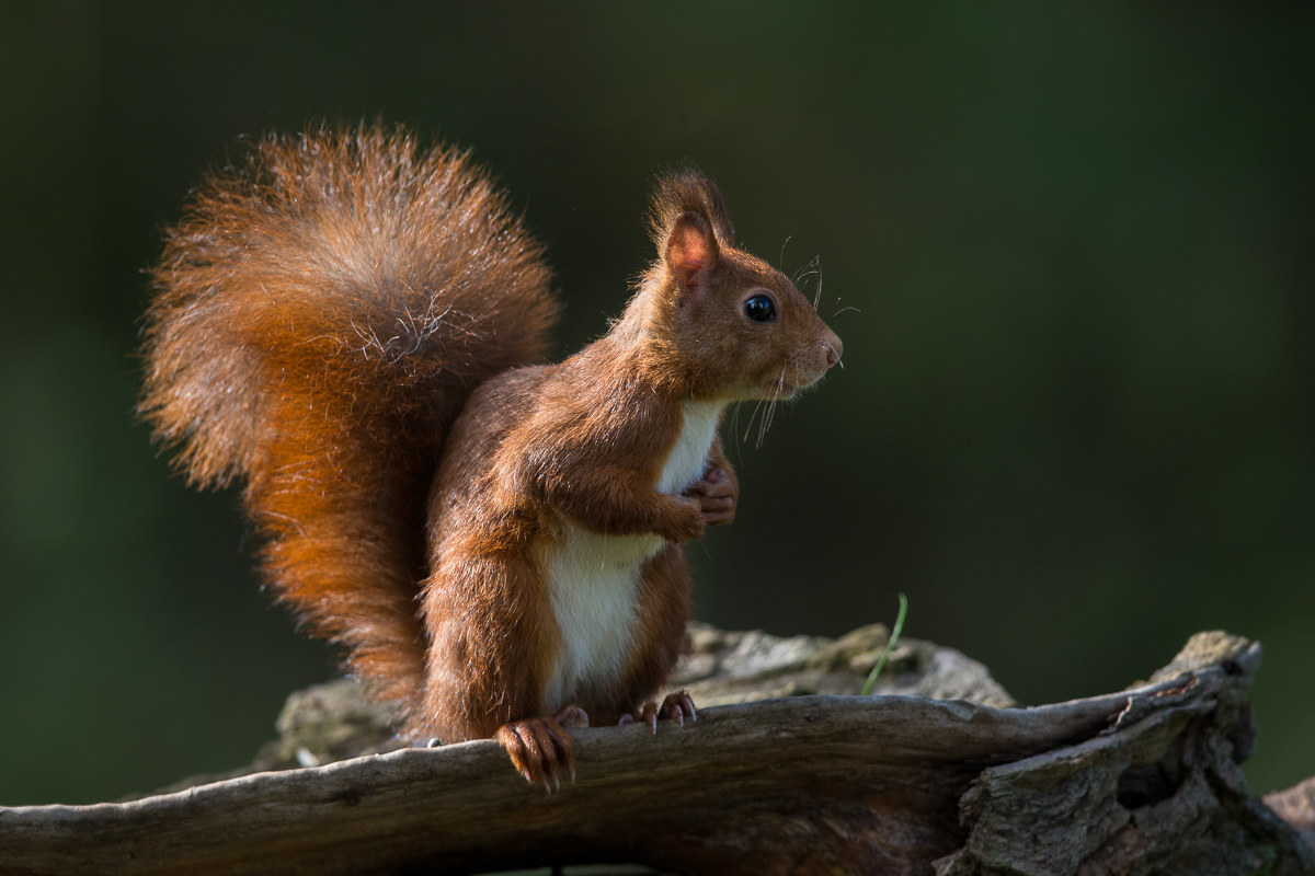 in the evening light