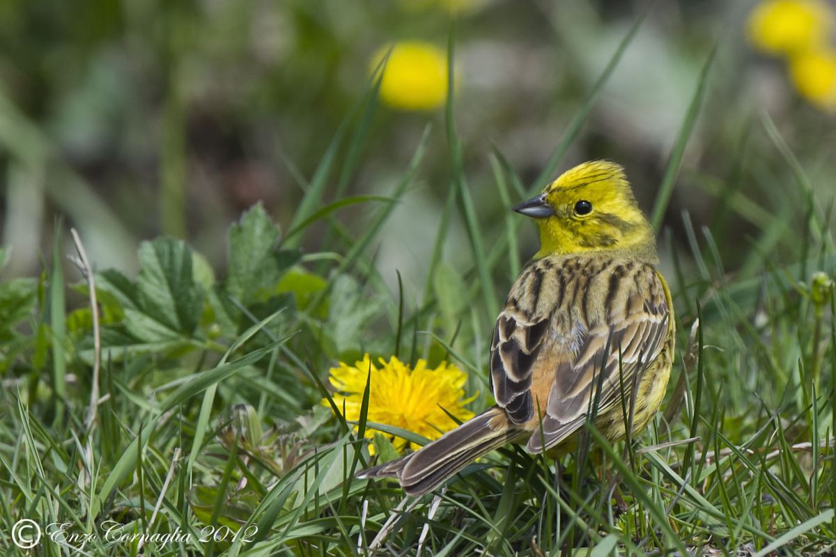 Yellowhammer