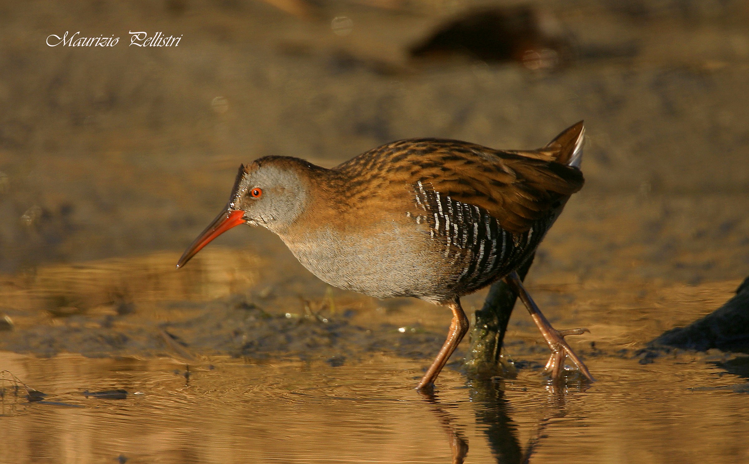 Water Rail