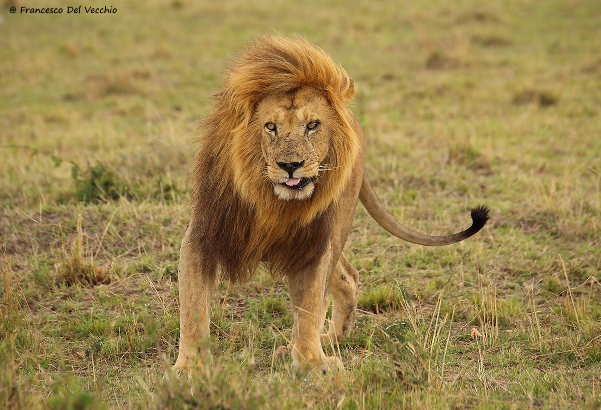 Grimace, uno dei leoni più famosi del Mara