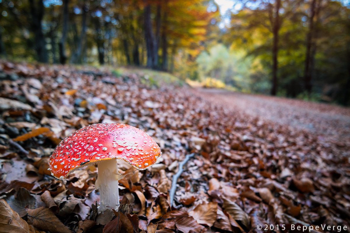 La stagione dei funghi