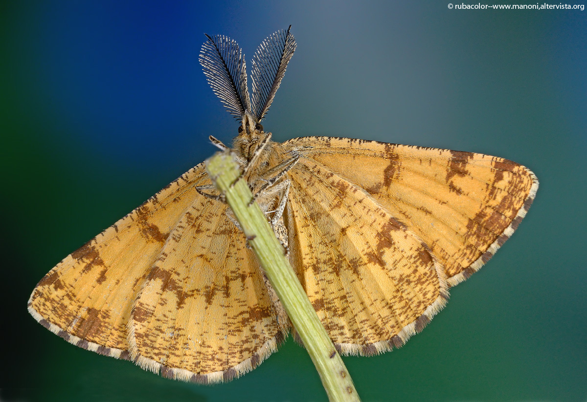 The antennas of a small moth