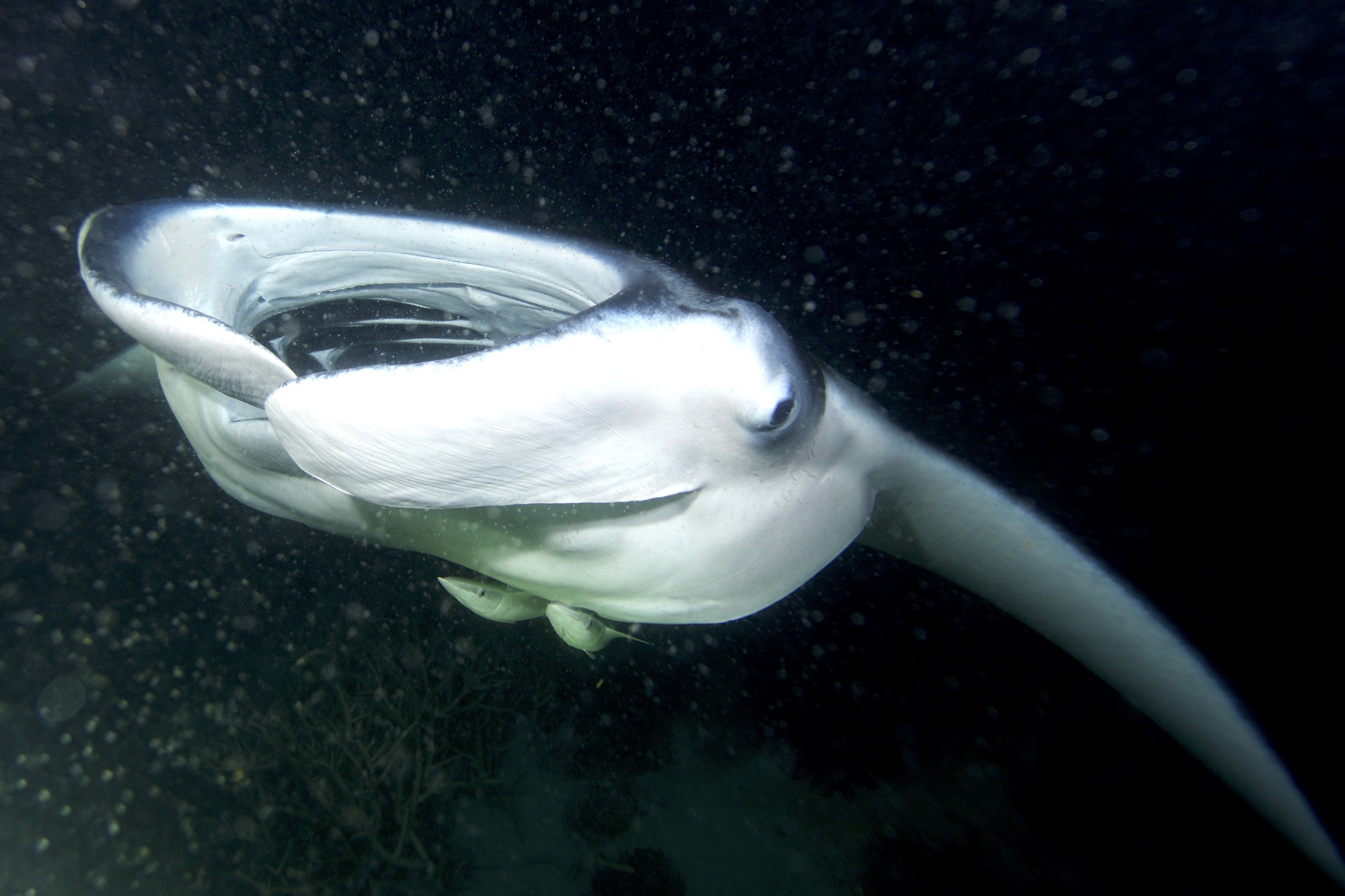manta at night