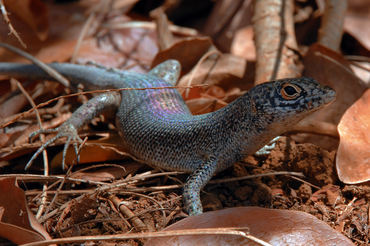 Trachylepis atlantica